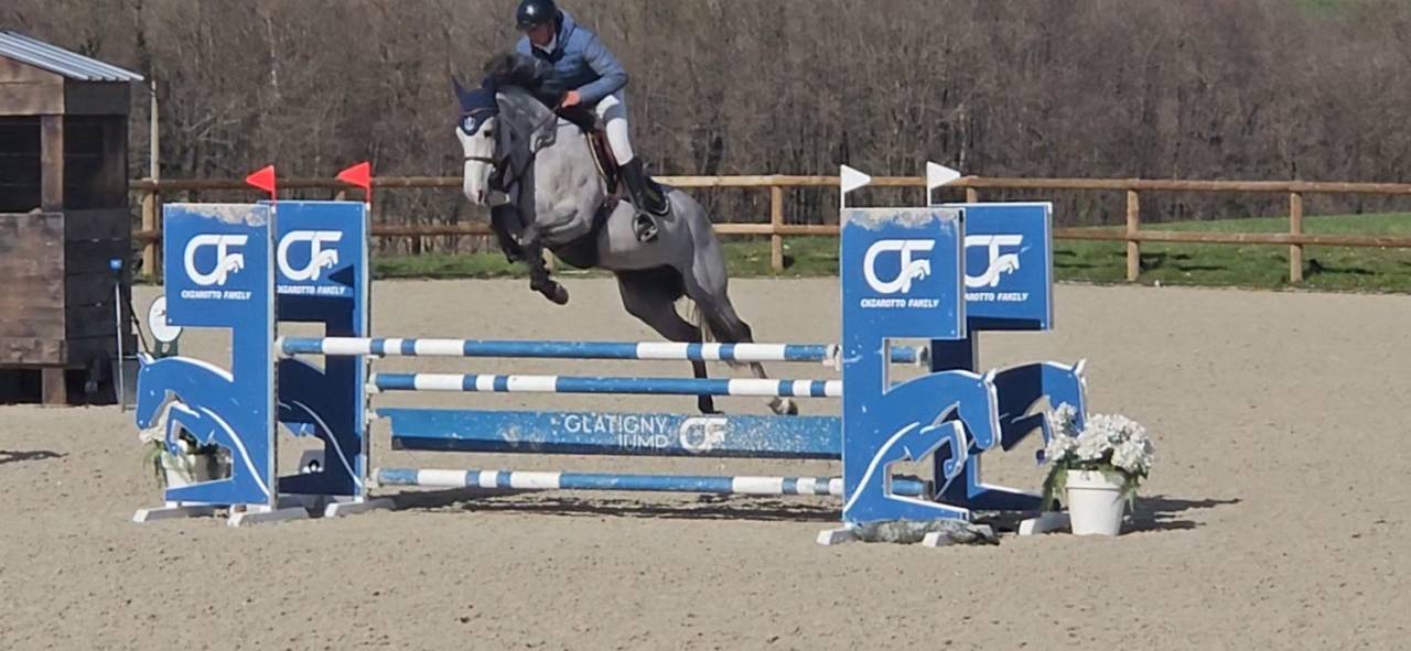 Merrie Selle Fran&ccedil;ais Te koop 2021 Schimmel ,  Untouchable 27