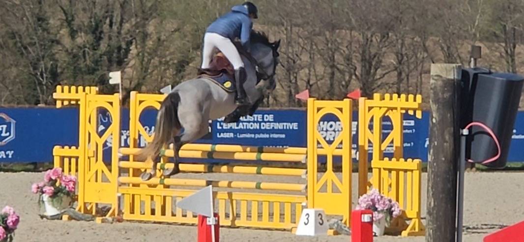 Merrie Selle Fran&ccedil;ais Te koop 2021 Schimmel ,  Untouchable 27