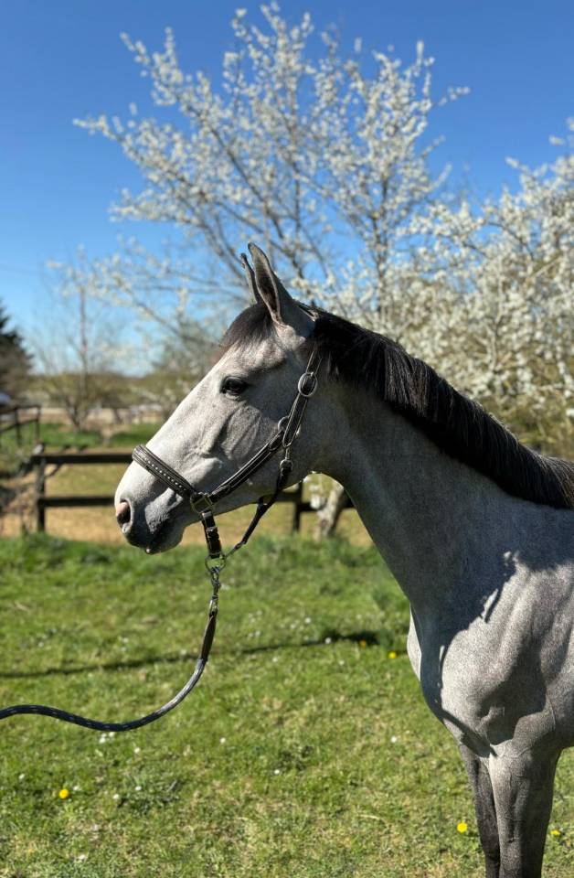 Merrie Selle Fran&ccedil;ais Te koop 2021 Schimmel ,  Untouchable 27