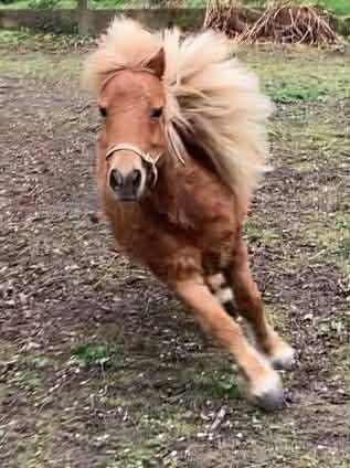 Merrie Shetland Te koop 2013 Lichte manen en staart