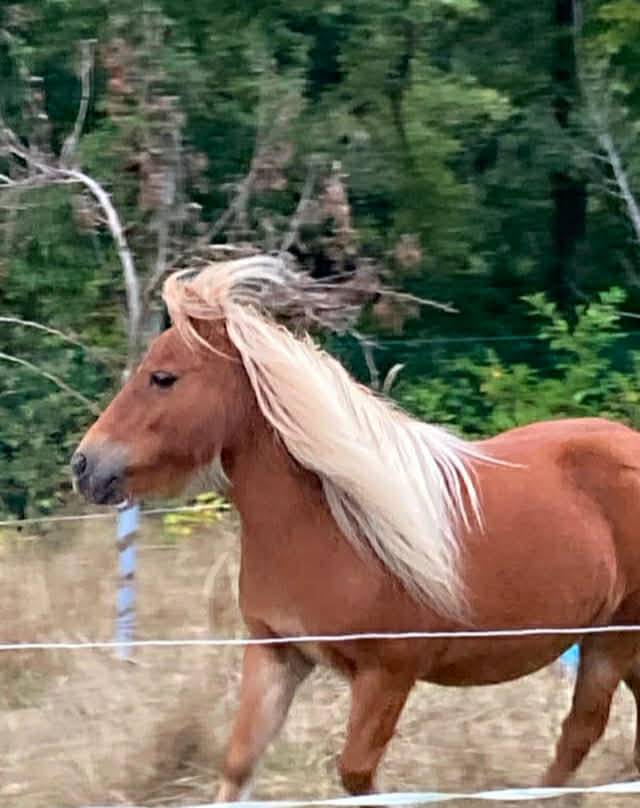 Merrie Shetland Te koop 2013 Lichte manen en staart