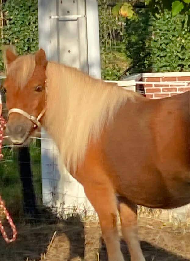 Merrie Shetland Te koop 2013 Lichte manen en staart