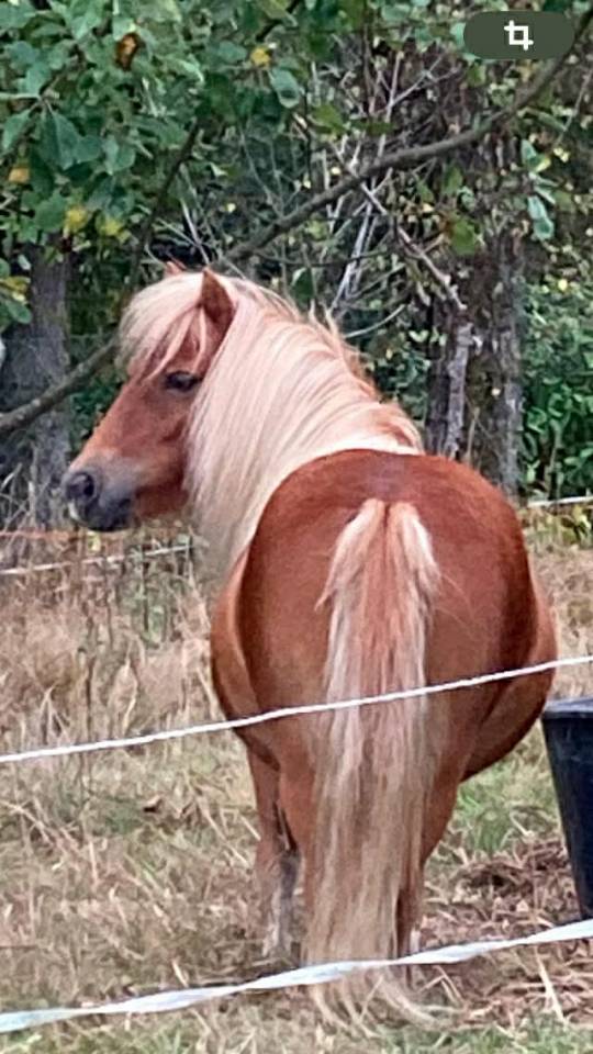 Merrie Shetland Te koop 2013 Lichte manen en staart