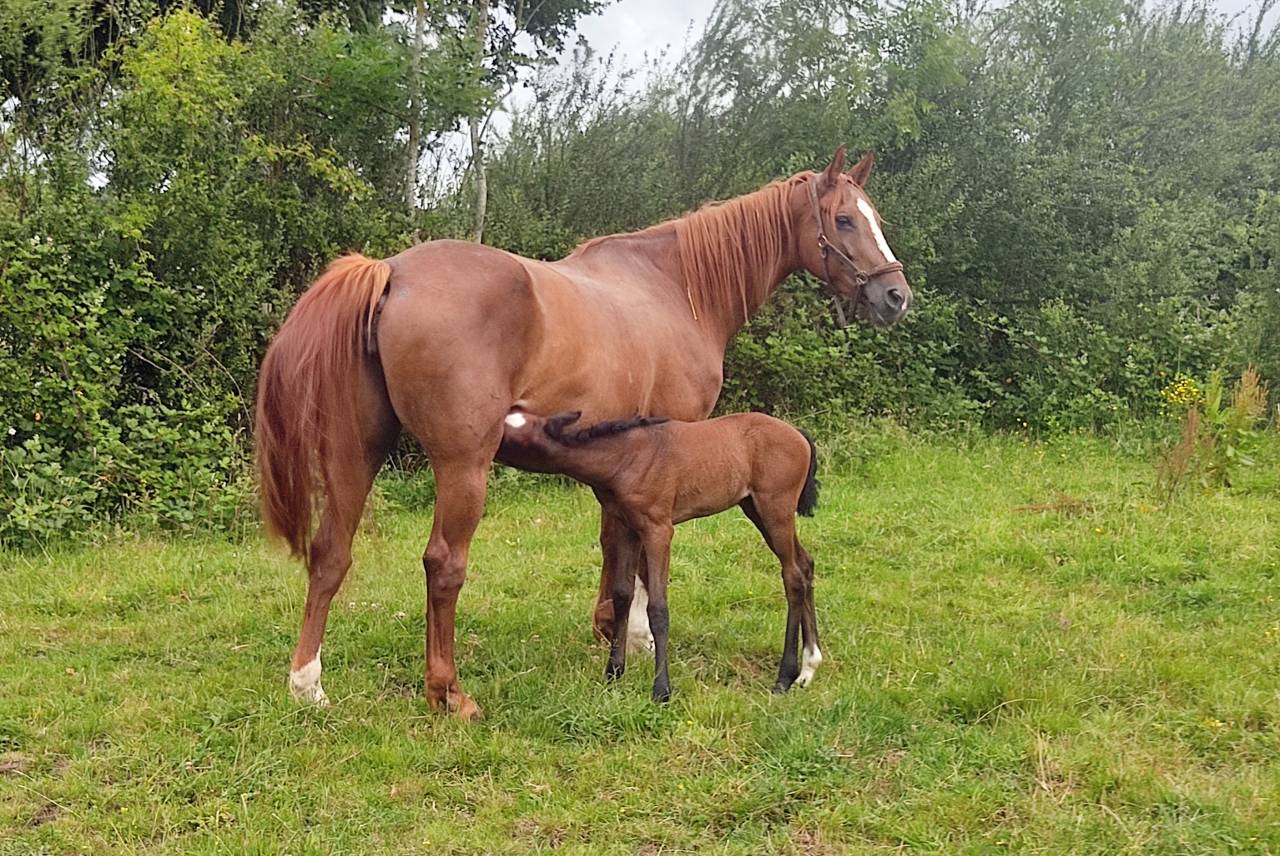 Merrie Selle Fran&ccedil;ais Te leen 2014 Koffie vos