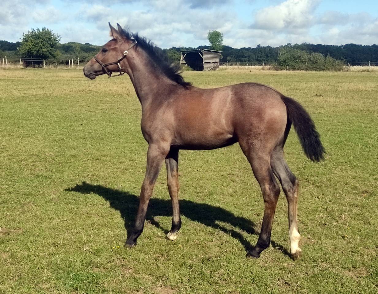Merrie Selle Fran&ccedil;ais Te leen 2014 Koffie vos