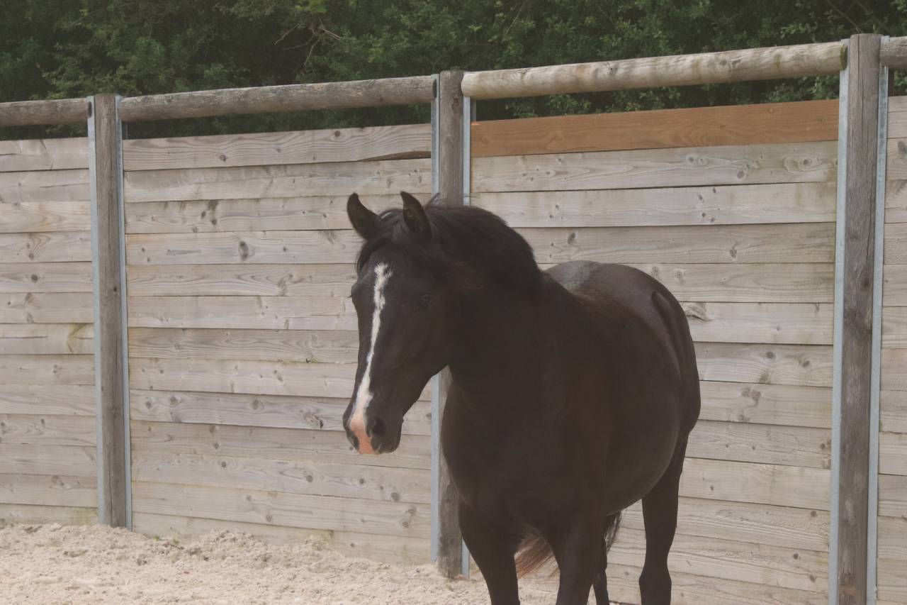 Merrie Franse rijpony PFS Te koop 2020 Zwart