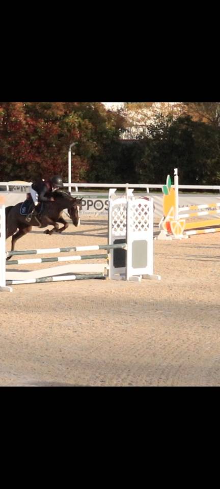 Merrie Franse rijpony PFS Te koop 2020 Zwart