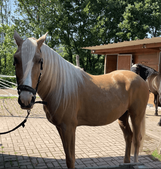 Ruin PRE Puur Ras Spaans Te koop 2016 Zwart