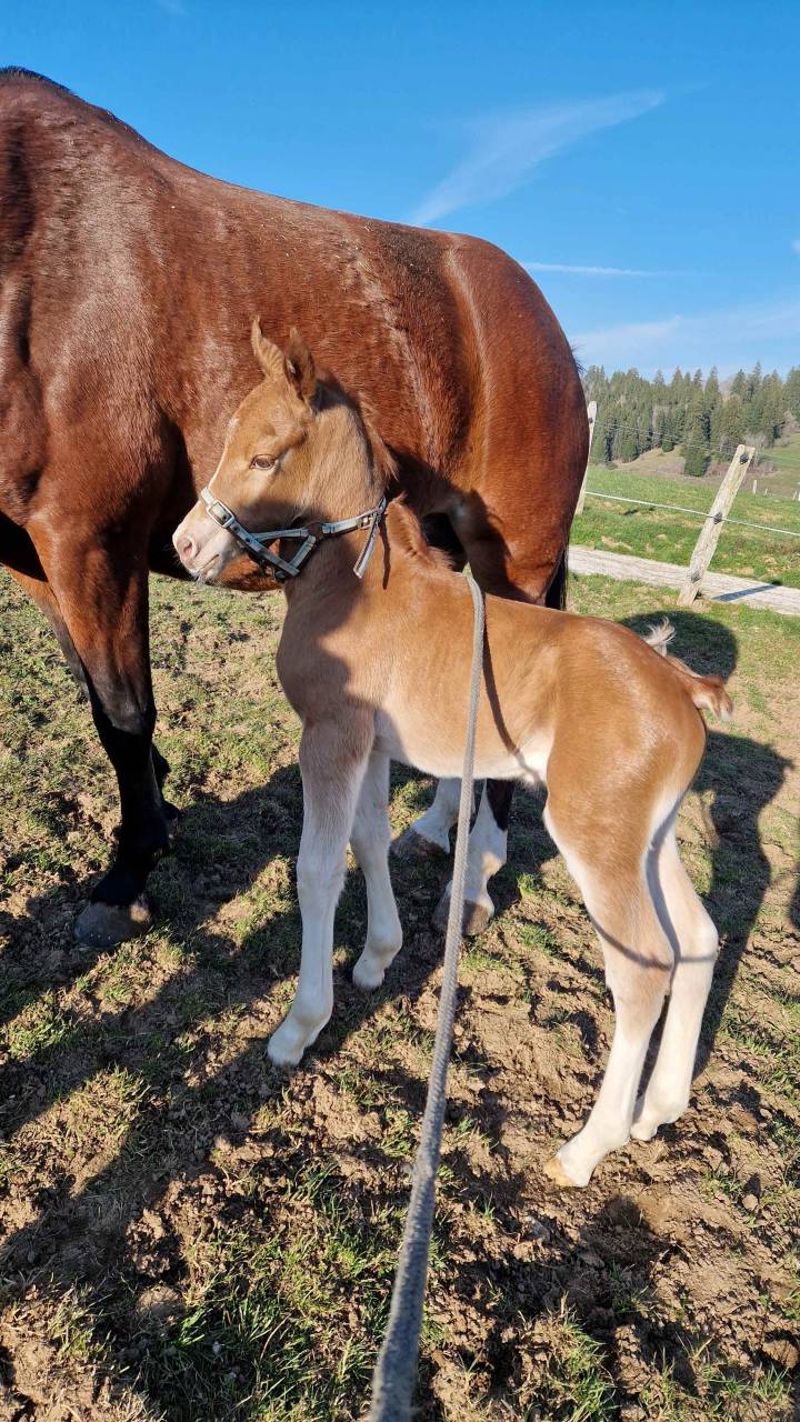 Veulen (ml) Franches-Montagnes  Te koop 2026 Vos ,  Expresso