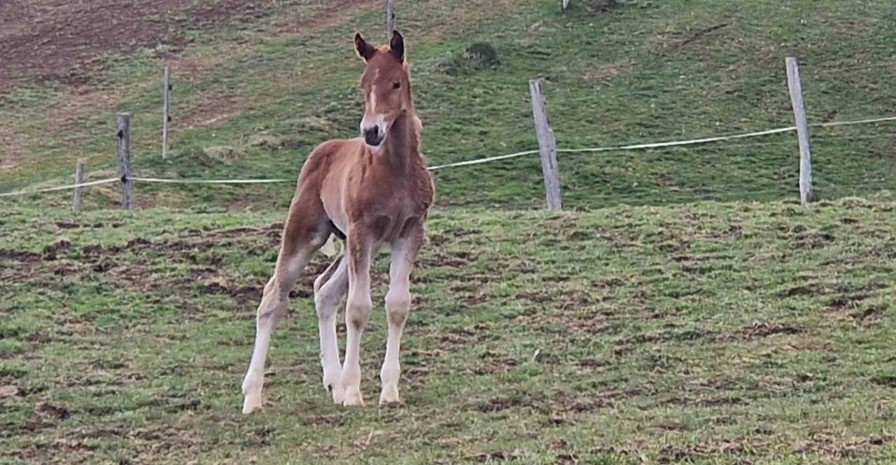 Veulen (ml) Franches-Montagnes  Te koop 2026 Vos ,  Expresso