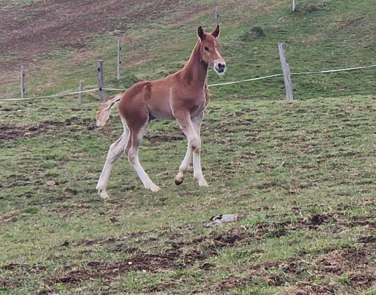 Veulen (ml) Franches-Montagnes  Te koop 2026 Vos ,  Expresso