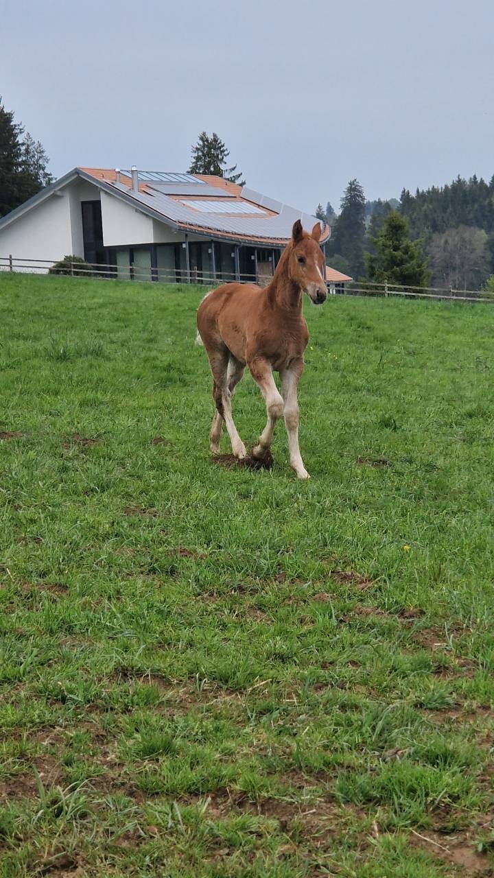 Veulen (ml) Franches-Montagnes  Te koop 2026 Vos ,  Expresso