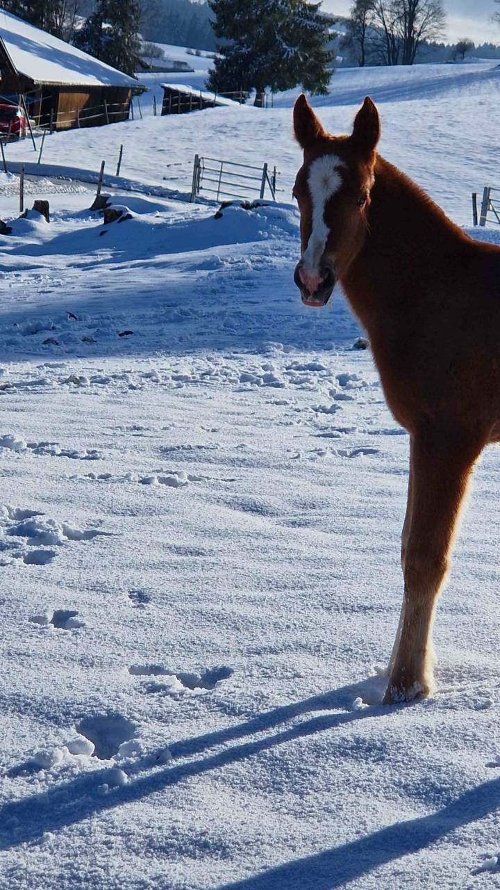 Veulen (vr) Franches-Montagnes  Te koop 2026 Vos ,  Exaequo