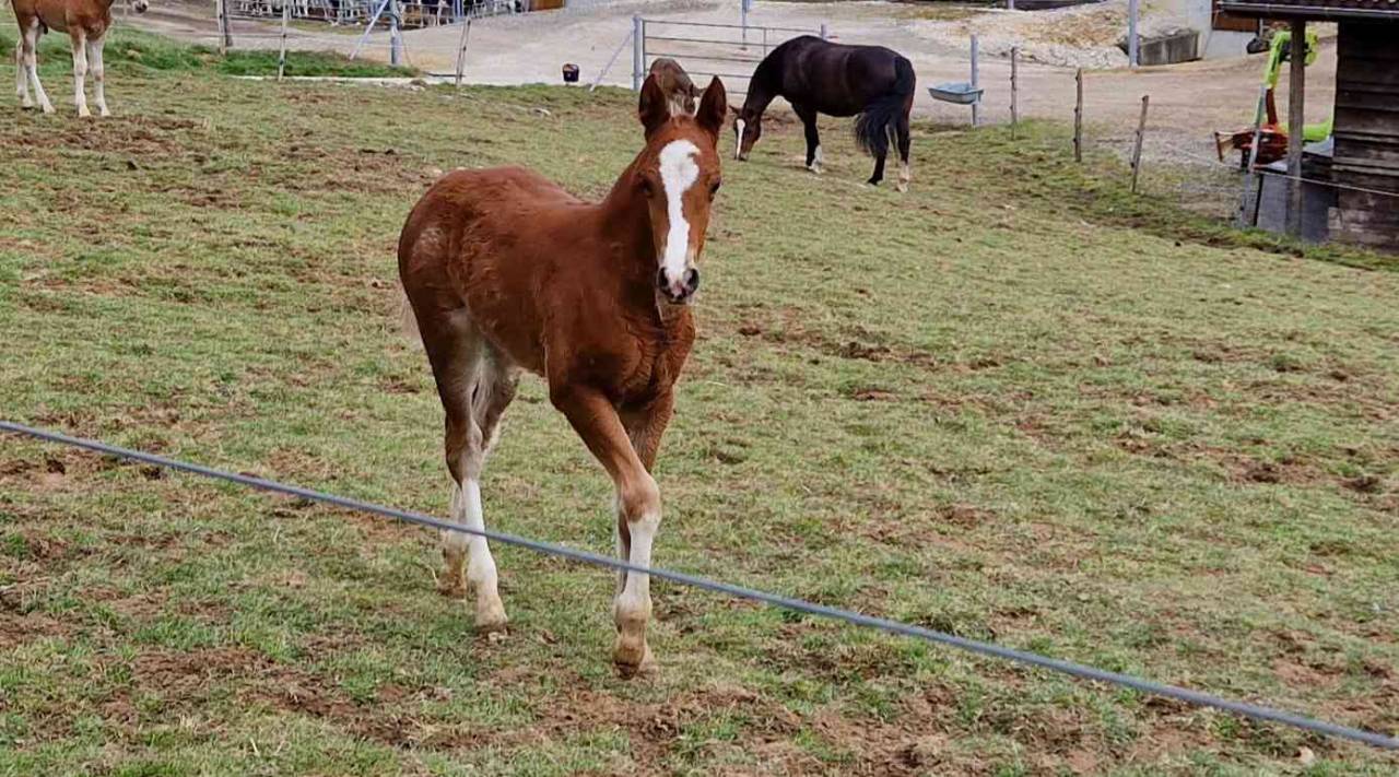 Veulen (vr) Franches-Montagnes  Te koop 2026 Vos ,  Exaequo