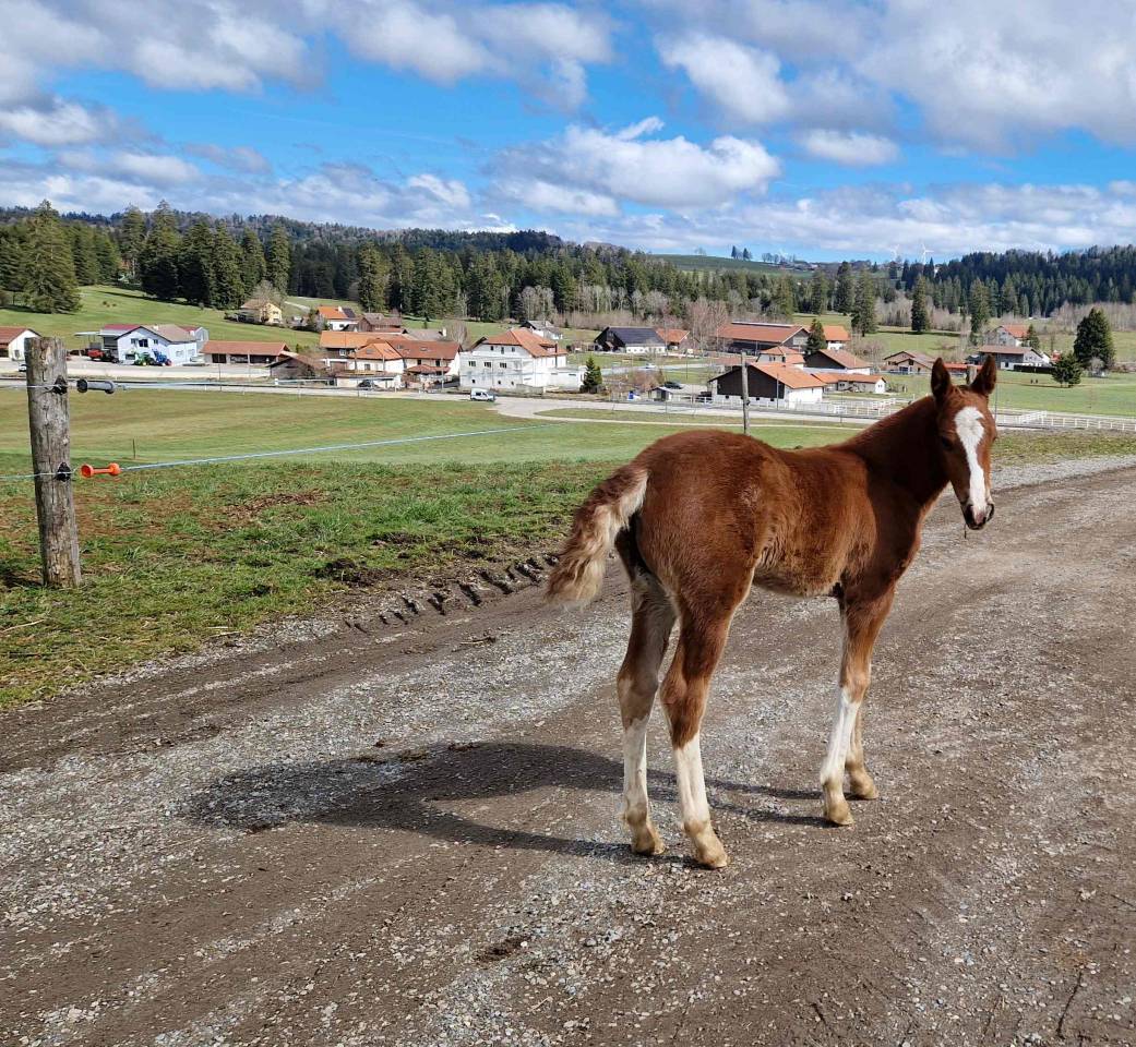 Veulen (vr) Franches-Montagnes  Te koop 2026 Vos ,  Exaequo