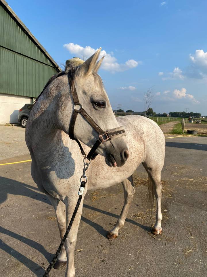 Betrouwbare recreatie Pony