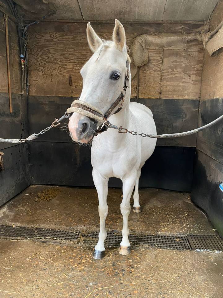 Betrouwbare recreatie Pony