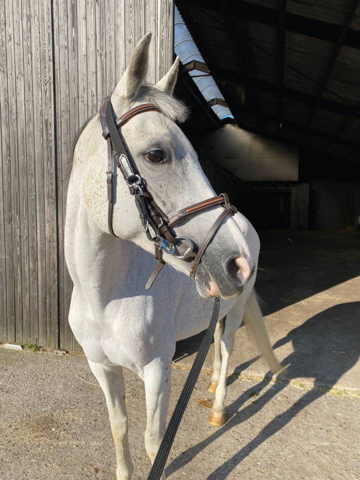 Betrouwbare recreatie Pony