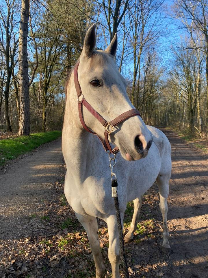 Betrouwbare recreatie Pony