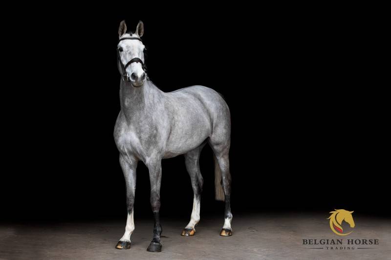 Merrie Selle Fran&ccedil;ais Te koop 2019 Schimmel