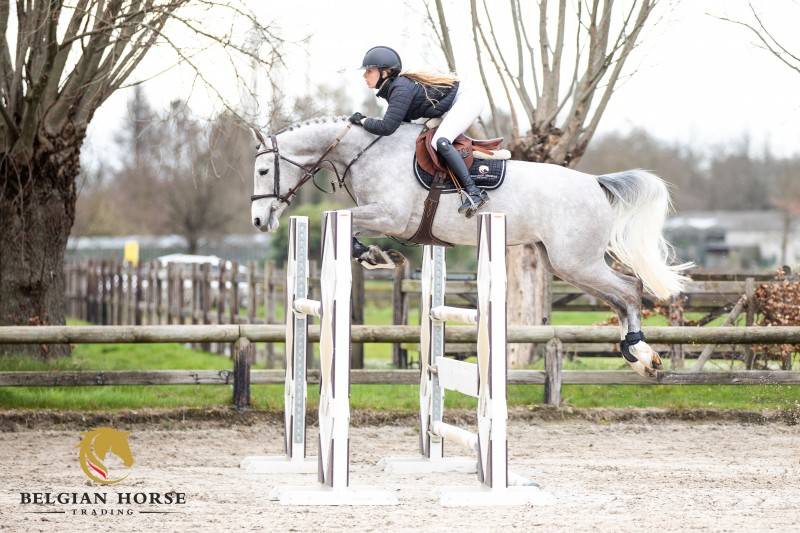 Merrie Selle Fran&ccedil;ais Te koop 2019 Schimmel