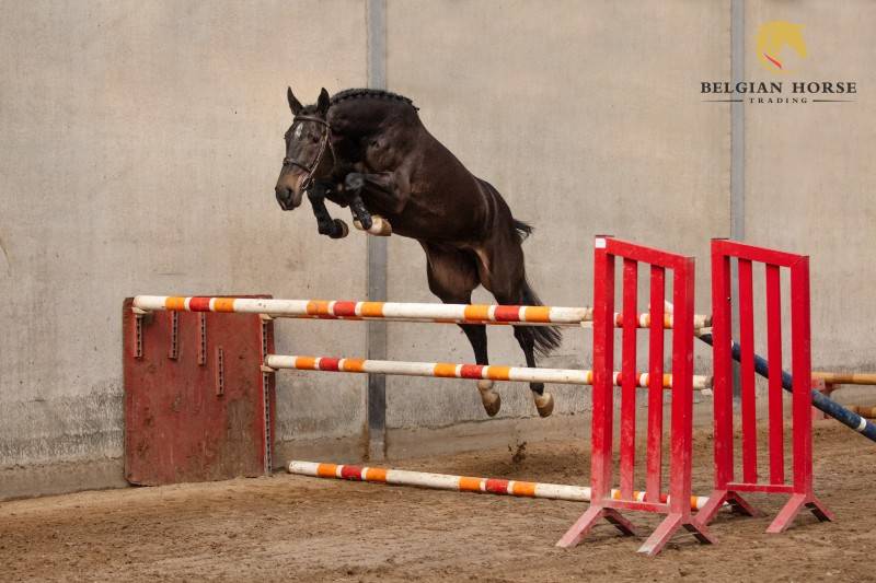 Merrie Zangersheide Te koop 2022 Donker bruin / bai