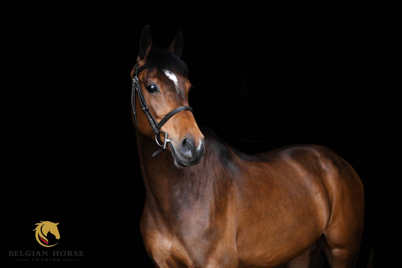 Merrie Holsteiner Te koop 2019 Donker bruin / bai