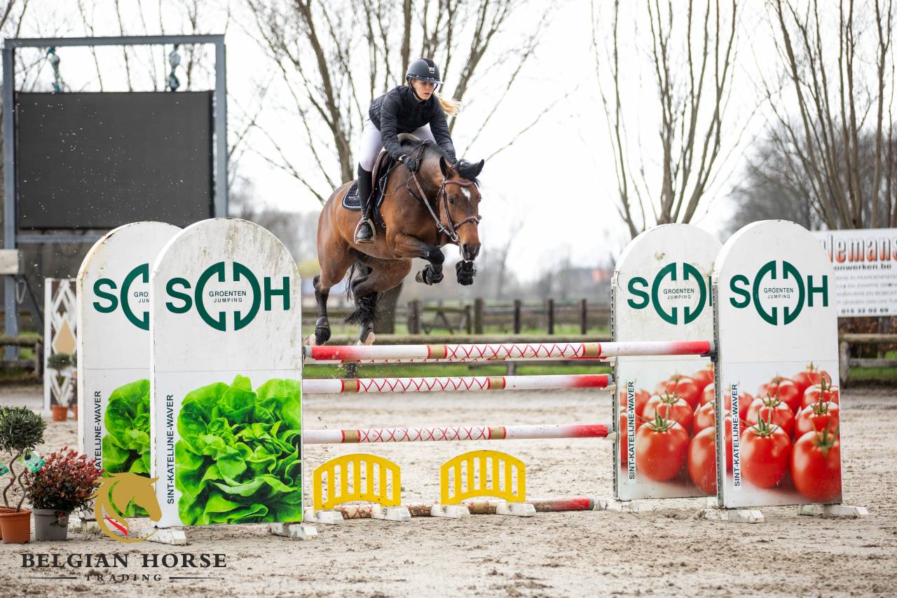 Merrie Holsteiner Te koop 2019 Donker bruin / bai