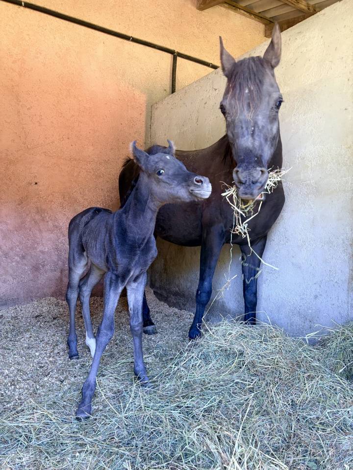 Veulen (vr) Arabisch volbloed Te koop 2026 Zwart