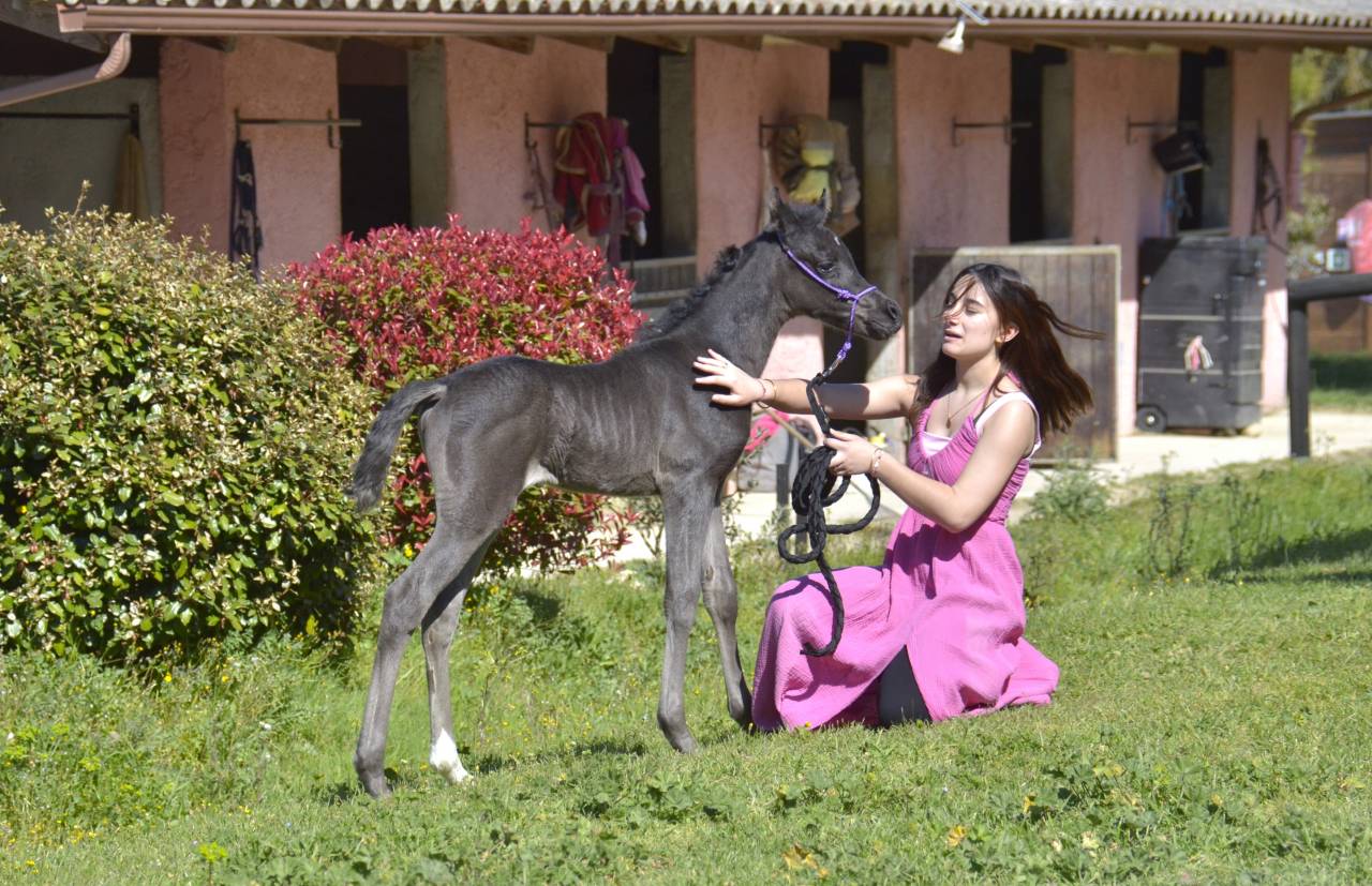 Veulen (vr) Arabisch volbloed Te koop 2026 Zwart