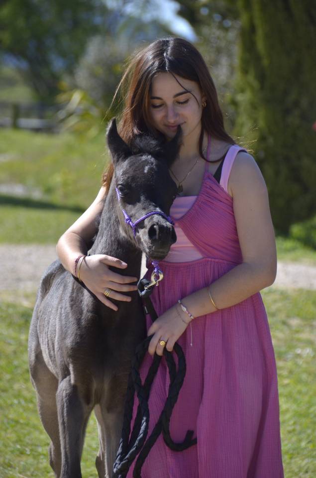 Veulen (vr) Arabisch volbloed Te koop 2026 Zwart