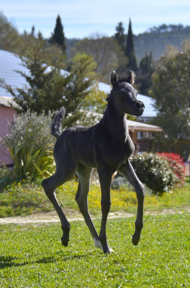 Veulen (vr) Arabisch volbloed Te koop 2026 Zwart