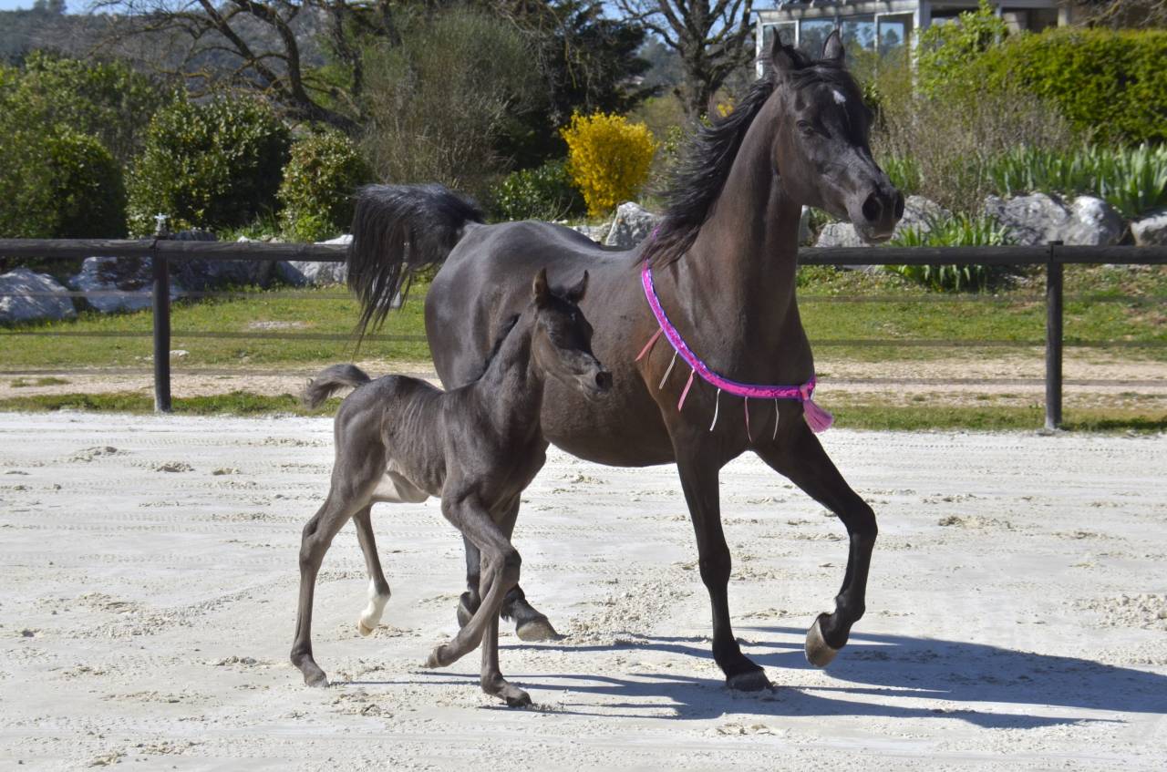 Veulen (vr) Arabisch volbloed Te koop 2026 Zwart