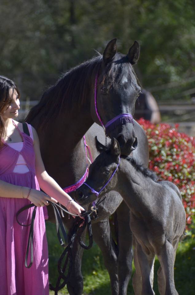 Veulen (vr) Arabisch volbloed Te koop 2026 Zwart