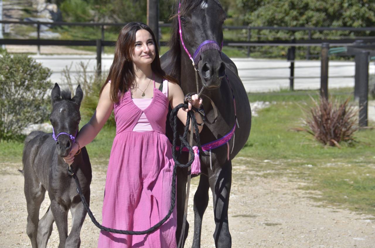 Veulen (vr) Arabisch volbloed Te koop 2026 Zwart