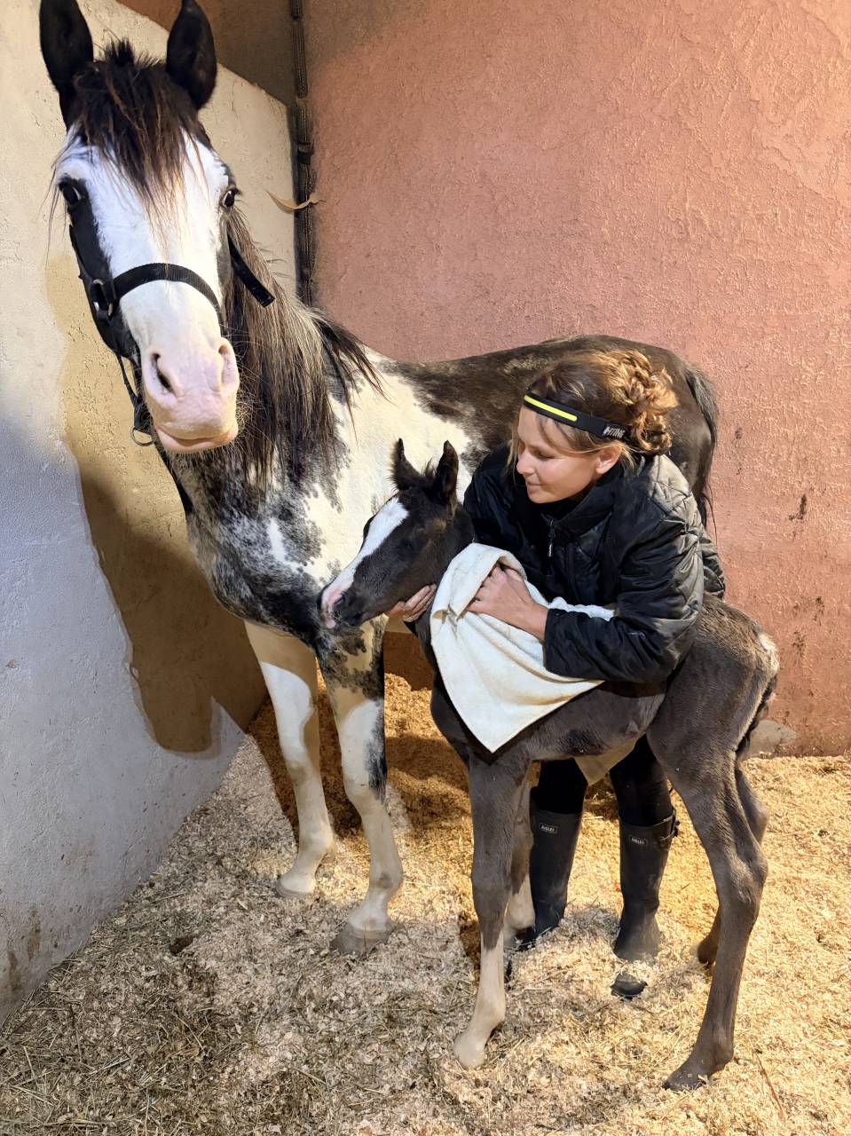 Veulen (ml) Arabisch halfbloed Te koop 2026 Zwart