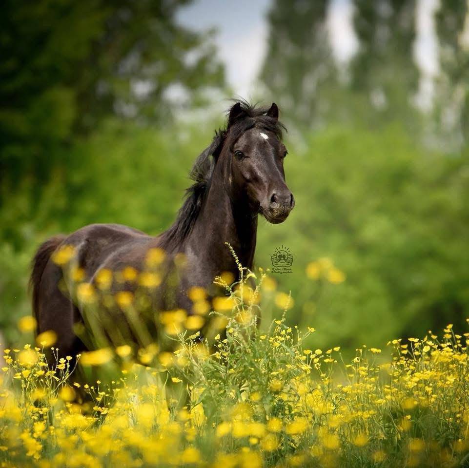 Dekhengst Welsh Pony (Section A) Te leen 2021 Zwart ,  Feyrwack des Bertaines