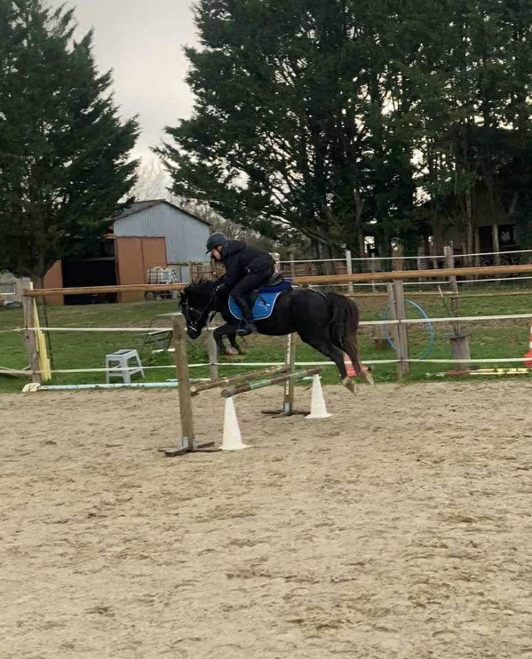 Dekhengst Welsh Pony (Section A) Te leen 2021 Zwart ,  Feyrwack des Bertaines