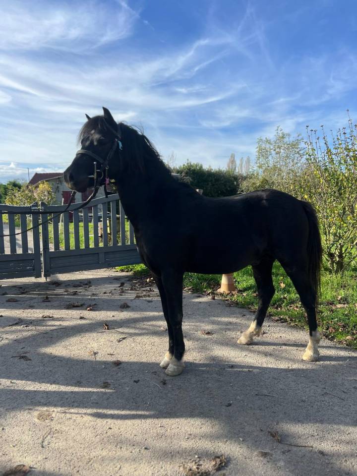 Dekhengst Welsh Pony (Section A) Te leen 2021 Zwart ,  Feyrwack des Bertaines