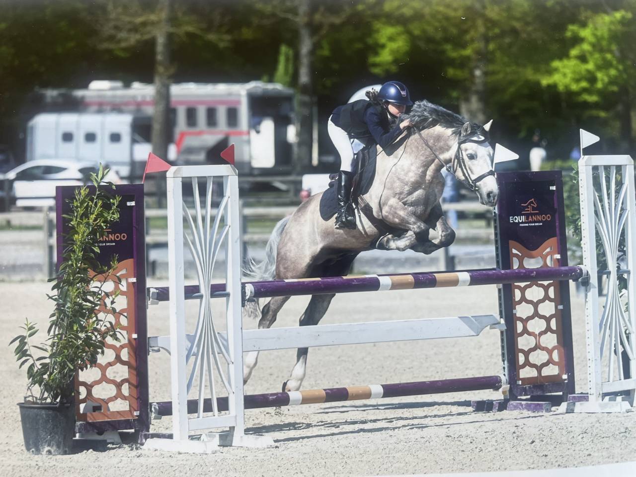 Dekhengst Connemara Te koop 2017 Palomino