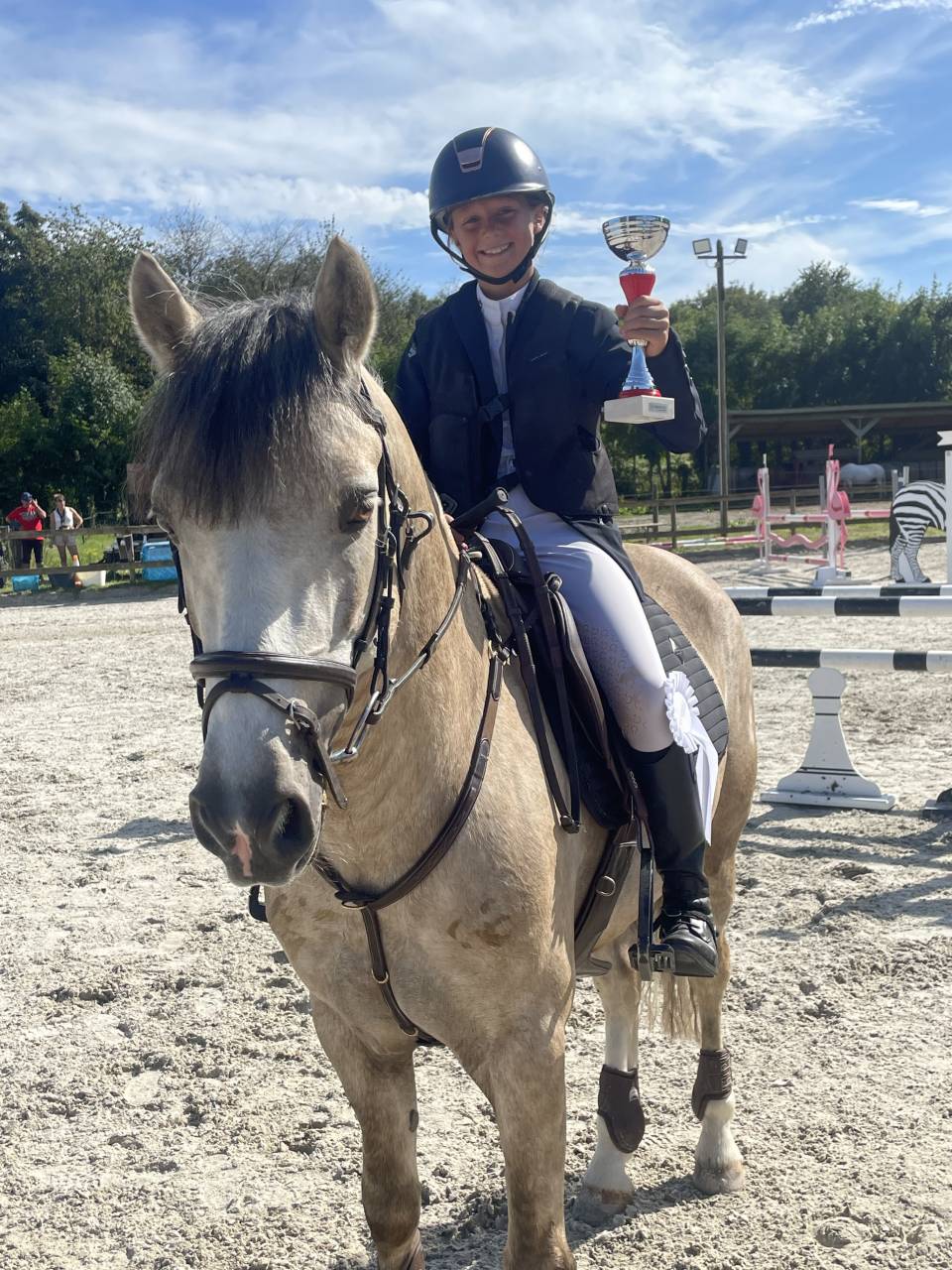 Dekhengst Connemara Te koop 2017 Palomino