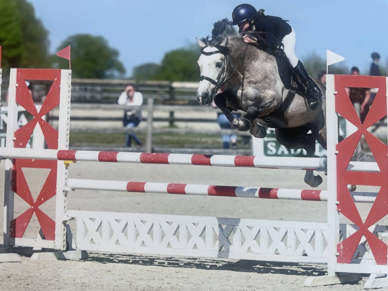 Dekhengst Connemara Te koop 2017 Palomino