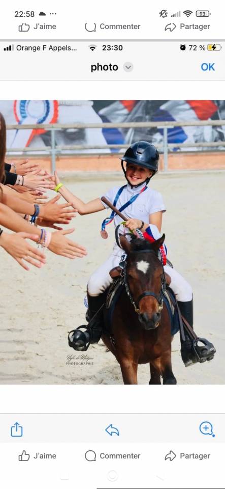 Ruin Ras onbekend Te koop 2016 Donker bruin / bai