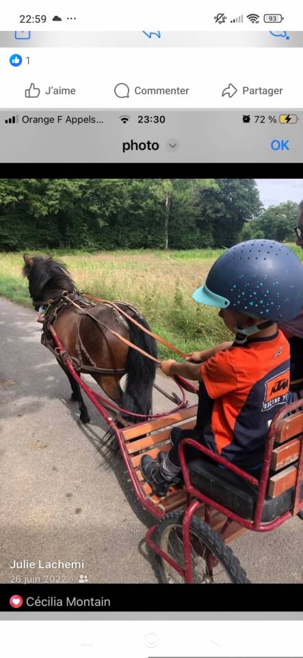 Ruin Ras onbekend Te koop 2016 Donker bruin / bai