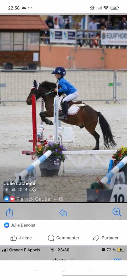 Ruin Ras onbekend Te koop 2016 Donker bruin / bai