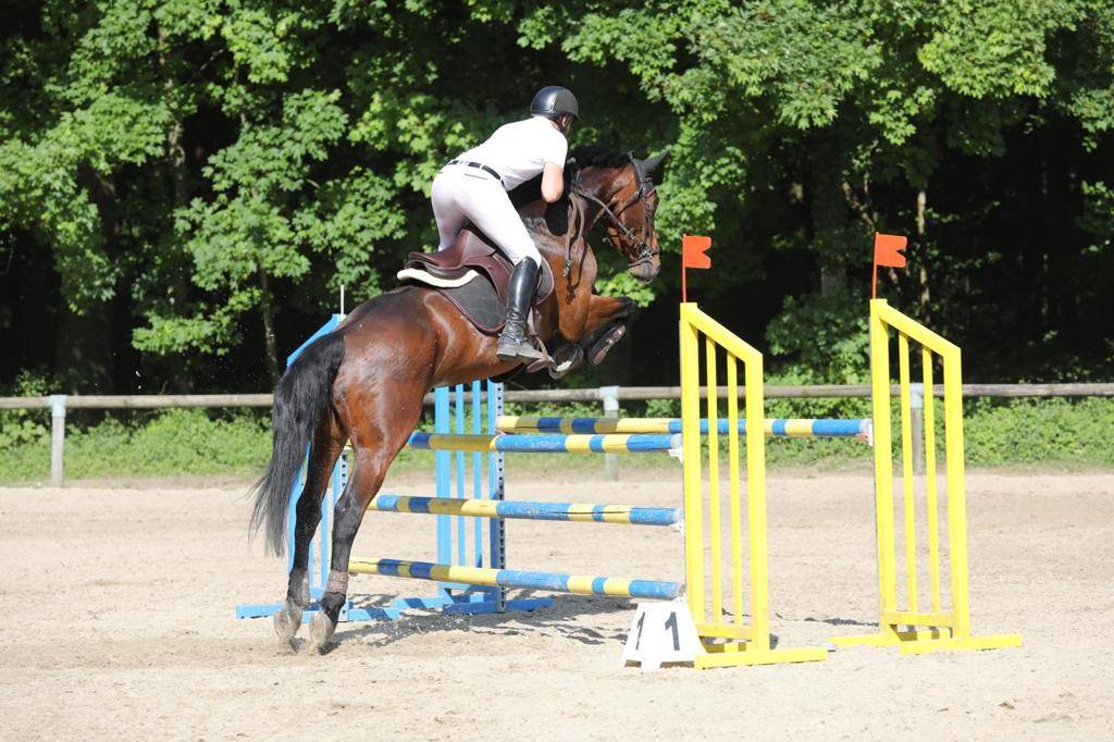 Ruin Selle Fran&ccedil;ais Te koop 2014 Bruin / Bai