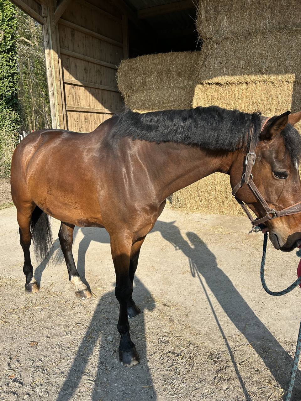 Ruin Selle Fran&ccedil;ais Te koop 2014 Bruin / Bai