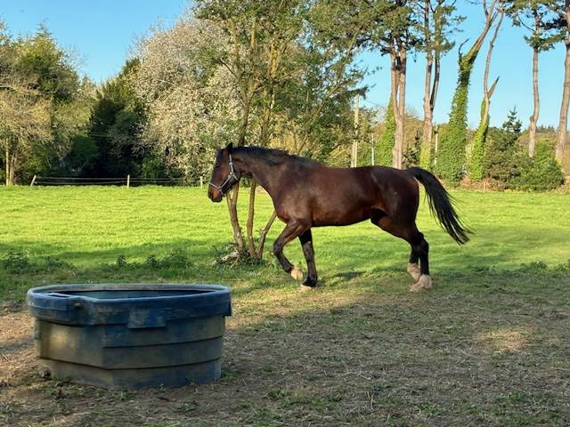 Merrie Selle Fran&ccedil;ais Te koop 2016 Bruin / Bai ,  CONTENDRO I