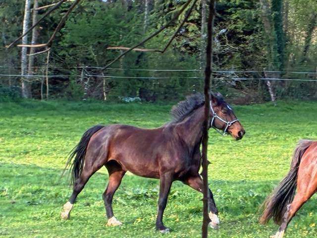 Merrie Selle Fran&ccedil;ais Te koop 2016 Bruin / Bai ,  CONTENDRO I