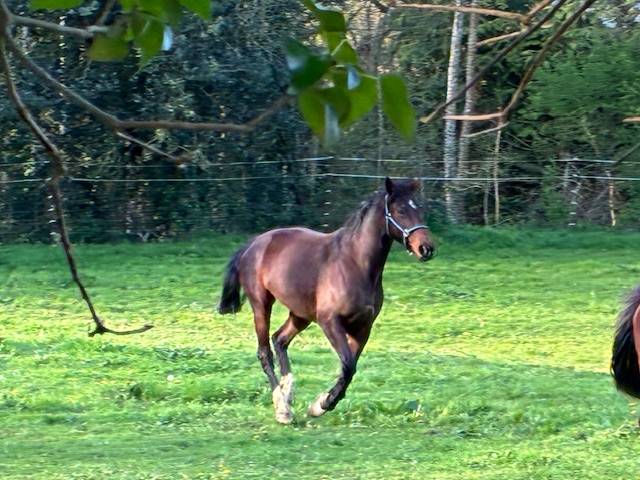 Merrie Selle Fran&ccedil;ais Te koop 2016 Bruin / Bai ,  CONTENDRO I